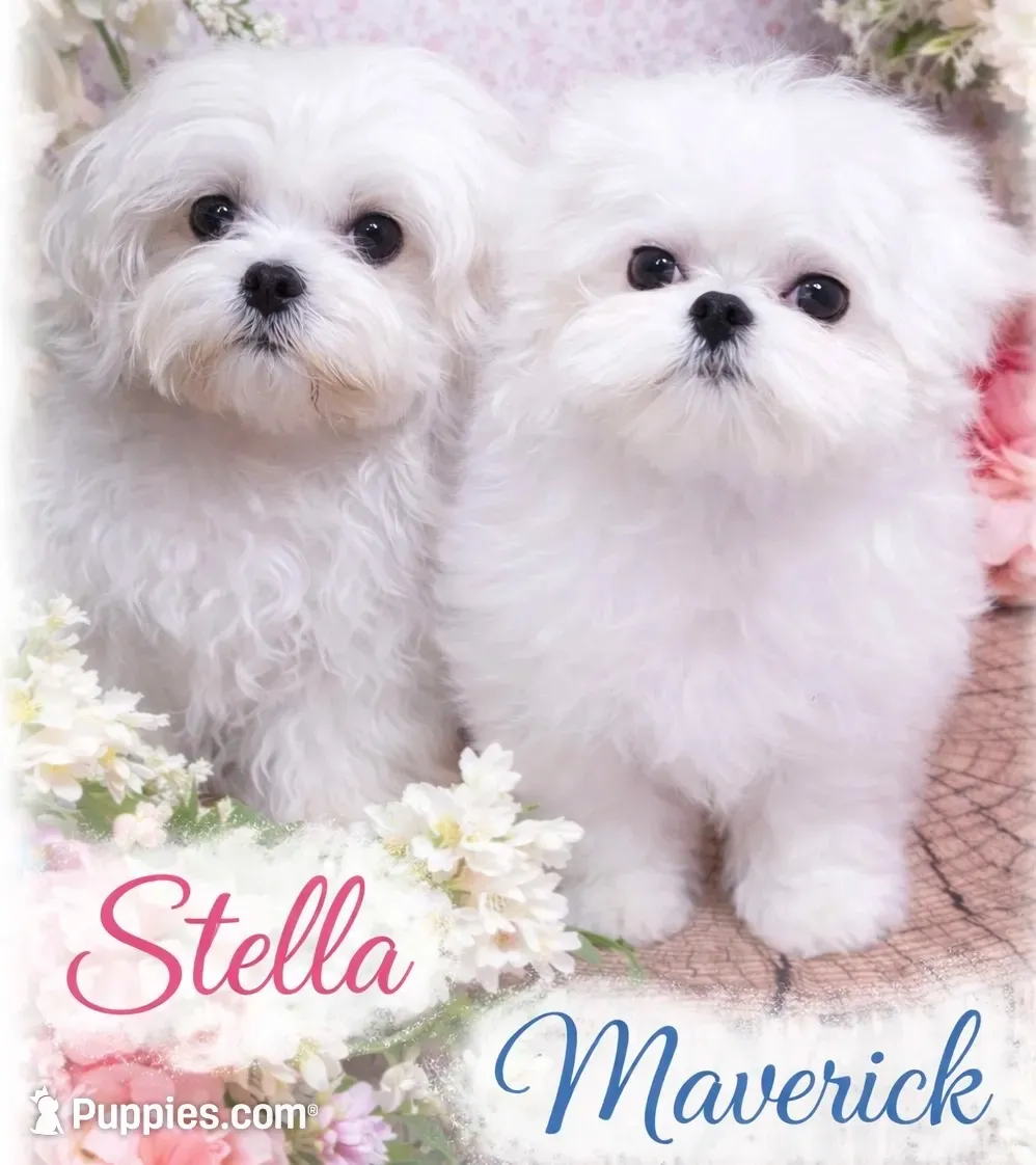 Millie , a female Maltese for sale in Petersburg, OH – 2 of 2