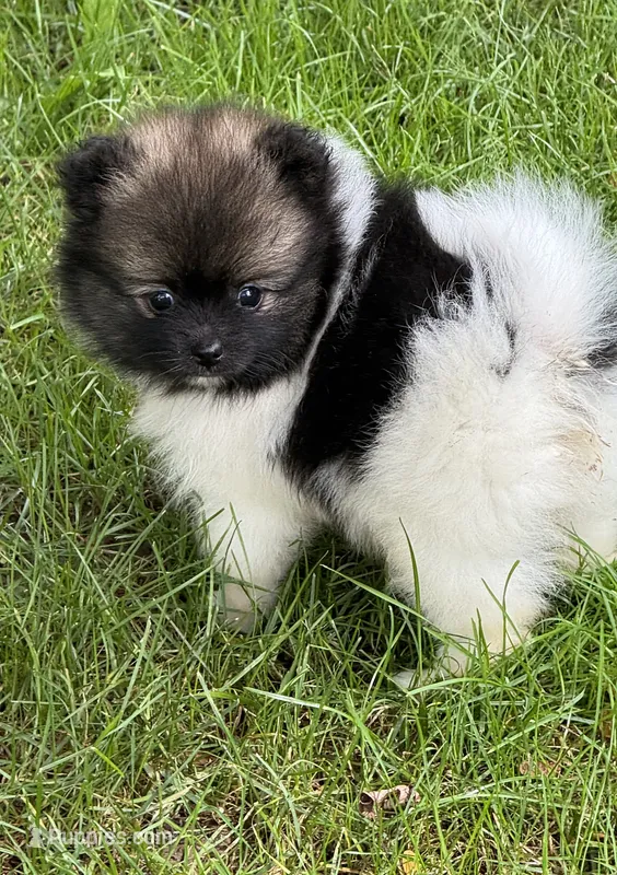 Trinity  – Pomeranian puppy for sale in Petersburg, OH