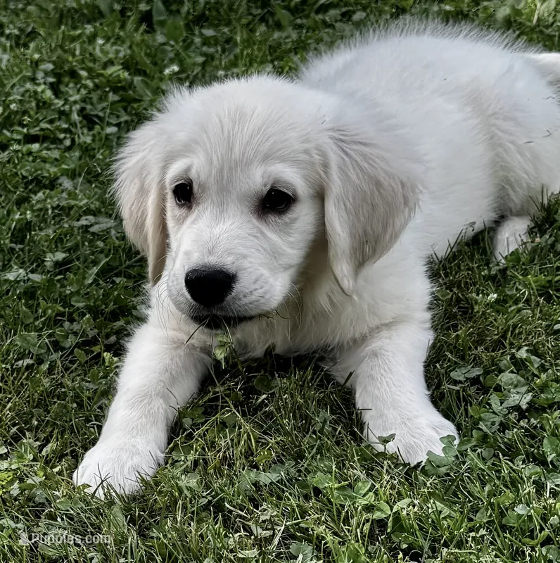 Lala  – English Cream Golden Retriever puppy for sale in Petersburg, OH