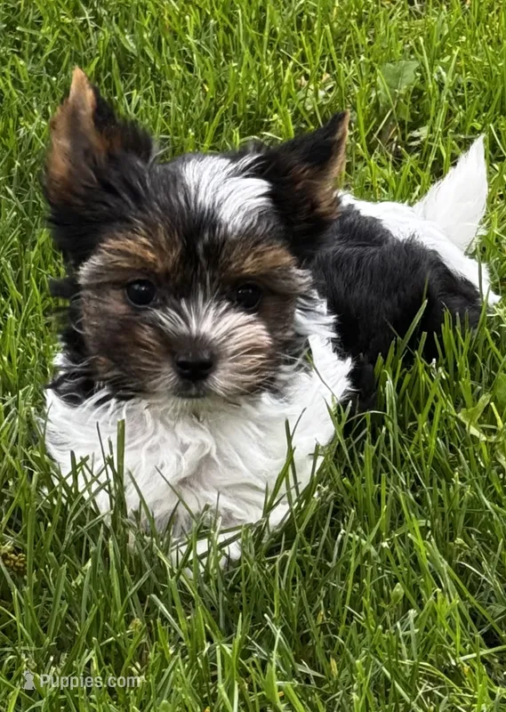 Reed  – Biewer puppy for sale in Petersburg, OH