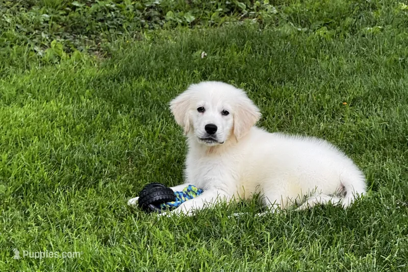 Link  – English Cream Golden Retriever puppy for sale in Petersburg, OH