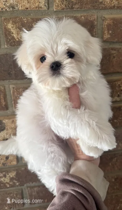 Archie , a male Maltese for sale in Petersburg, OH – Photo 1 of 2