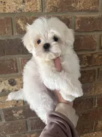 Archie , a male Maltese for sale in Petersburg, OH – Photo 2 of 2