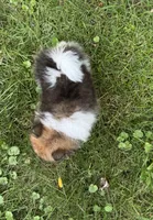 Tina , a female Pomeranian for sale in Petersburg, OH – 2 of 2