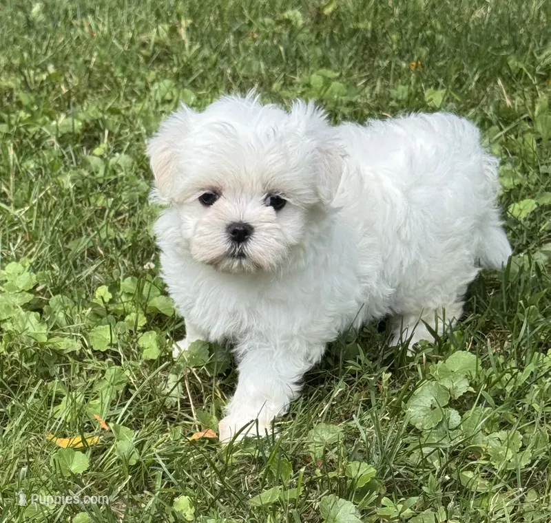 Milly  – Maltese puppy for sale in Petersburg, OH