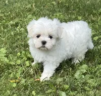 Milly , a female Maltese for sale in Petersburg, OH – 1 of 1