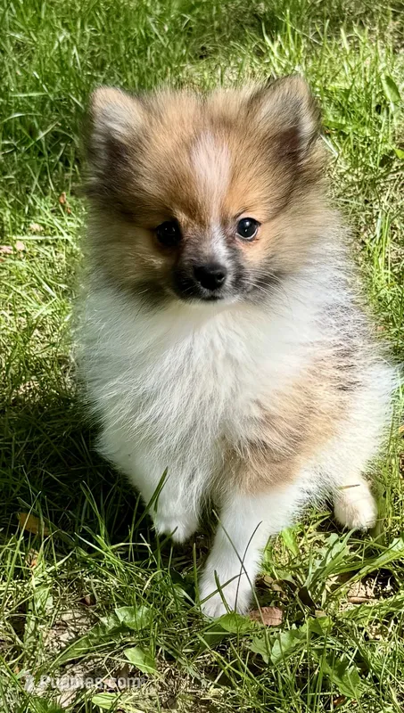 Timmy  – Pomeranian puppy for sale in Petersburg, OH