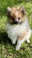 Timmy , a male Pomeranian for sale in Petersburg, OH – 3 of 3