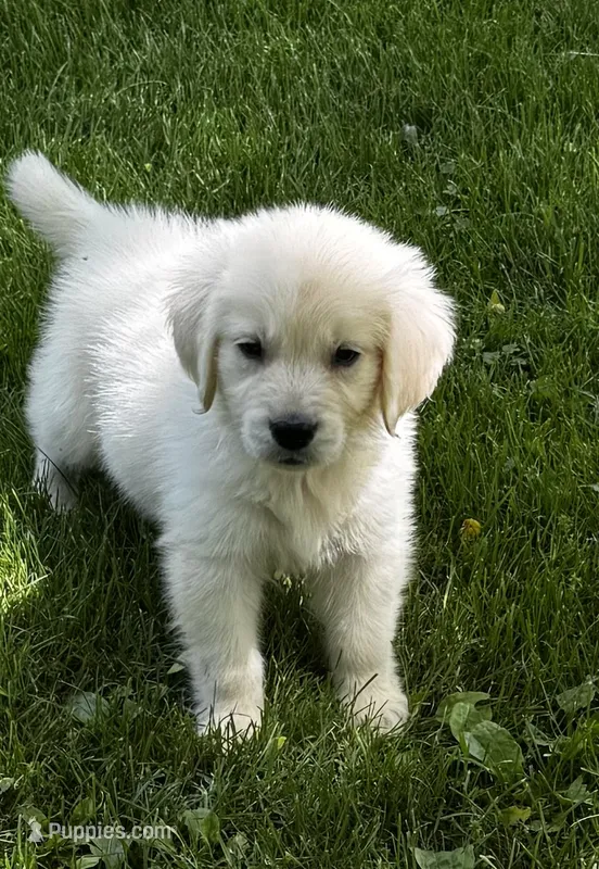 Lala  – English Cream Golden Retriever puppy for sale in Petersburg, OH