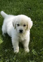 Lala , a female English Cream Golden Retriever for sale in Petersburg, OH – 1 of 1