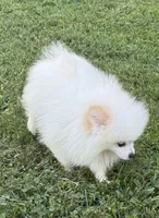 Sawyer , a male Pomeranian for sale in Petersburg, OH – 2 of 6