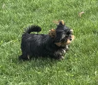 Rebel , a male Yorkshire Terrier for sale in Petersburg, OH – Photo 2 of 3