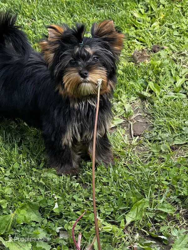 Rebel  – Yorkshire Terrier puppy for sale in Petersburg, OH