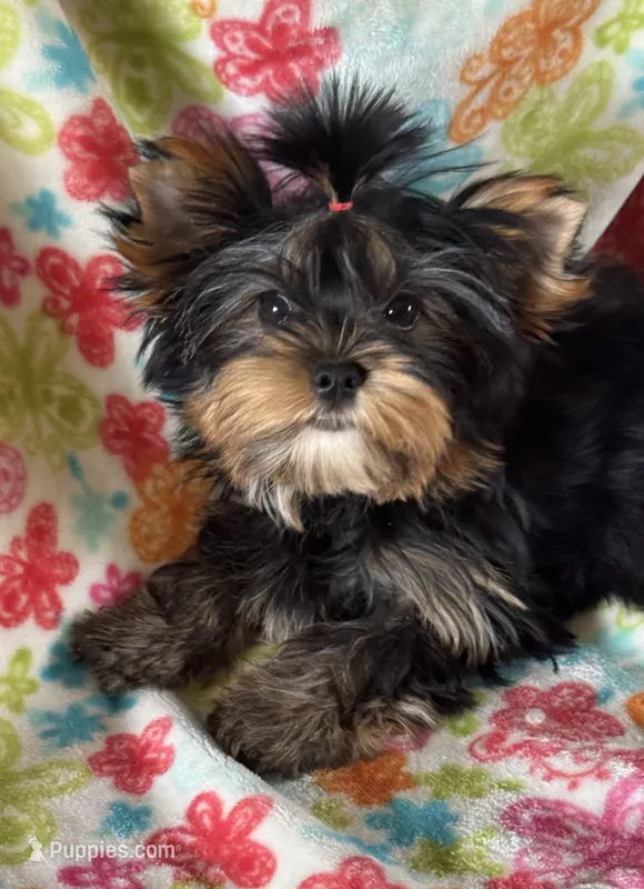 Rebel  – Yorkshire Terrier puppy for sale in Petersburg, OH