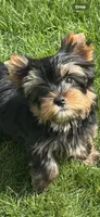 Rebel , a male Yorkshire Terrier for sale in Petersburg, OH – Photo 3 of 3