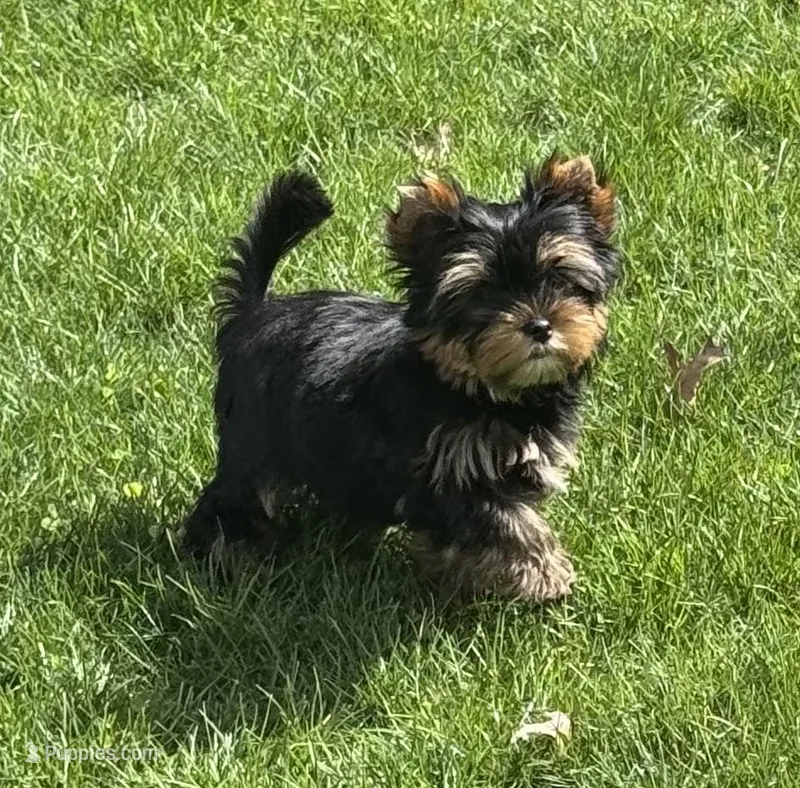 Rebel  – Yorkshire Terrier puppy for sale in Petersburg, OH