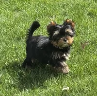 Rebel , a male Yorkshire Terrier for sale in Petersburg, OH – Photo 1 of 3