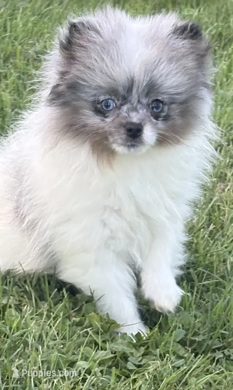Sadie  – Pomeranian puppy for sale in Petersburg, OH