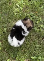 Trinity , a female Pomeranian for sale in Petersburg, OH – 2 of 2