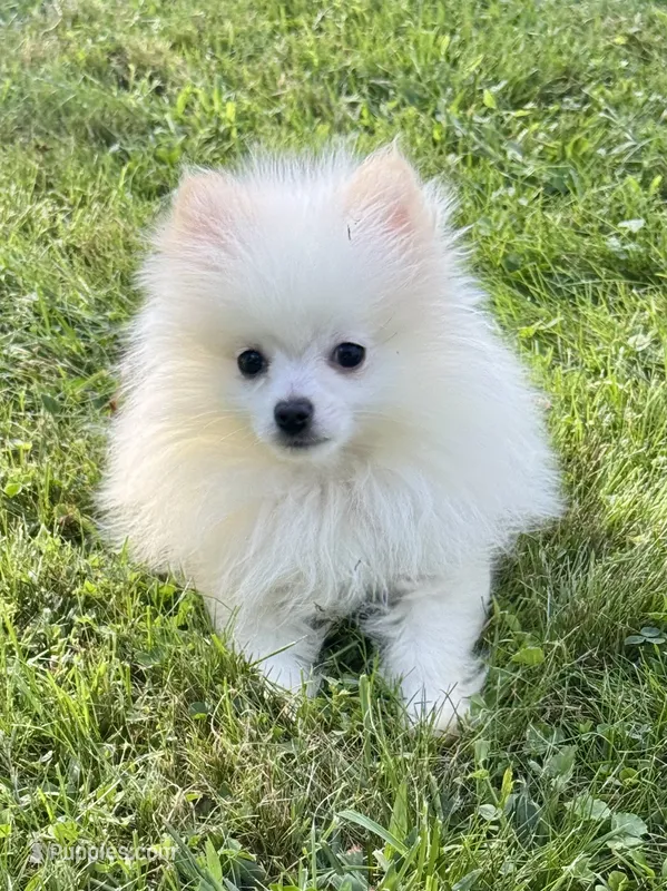 Sawyer  – Pomeranian puppy for sale in Petersburg, OH