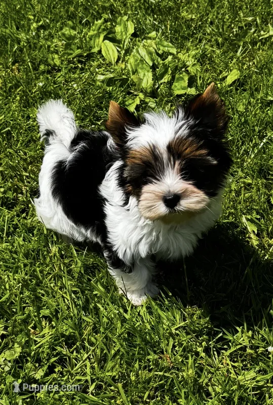 Spencer  – Biewer puppy for sale in Petersburg, OH