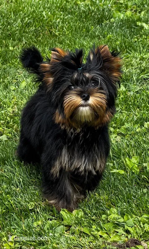 Rebel  – Yorkshire Terrier puppy for sale in Petersburg, OH