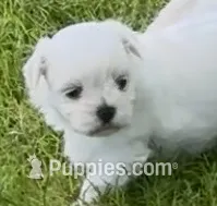 Muffy – Maltese puppy for sale in Petersburg, OH