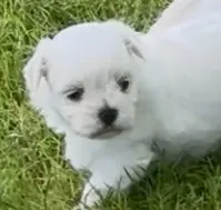 Muffy, a female Maltese for sale in Petersburg, OH – 1 of 1