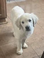 Yellow girl , a female English Cream Golden Retriever for sale in Petersburg, OH – Photo 1 of 2