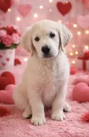 Yellow girl , a female English Cream Golden Retriever for sale in Petersburg, OH – Photo 2 of 2