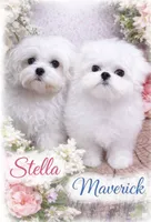 Molly - Dad Korean import , a female Maltese for sale in Petersburg, OH – 2 of 4