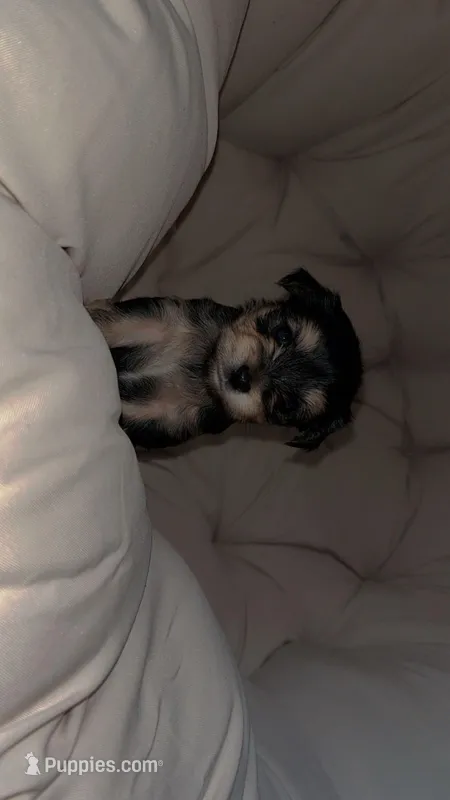 Dakota  – Yorkshire Terrier puppy for sale in Manistee, MI