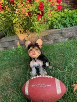 Dakota , a male Yorkshire Terrier for sale in Manistee, MI – Photo 10 of 10