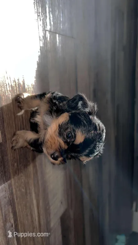 Dixie – Yorkshire Terrier puppy for sale in Manistee, MI