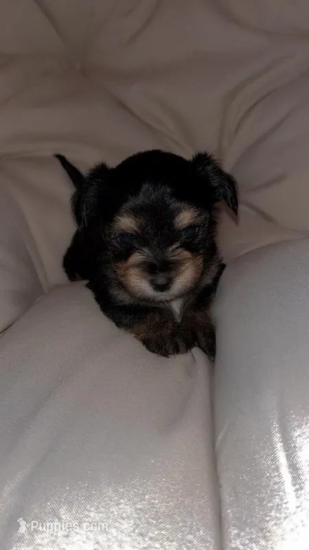Darwin – Yorkshire Terrier puppy for sale in Manistee, MI