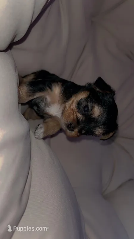 Delilah  – Yorkshire Terrier puppy for sale in Manistee, MI