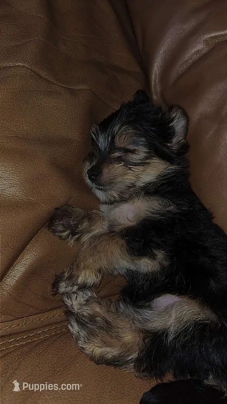 Luca – Yorkshire Terrier puppy for sale in Manistee, MI