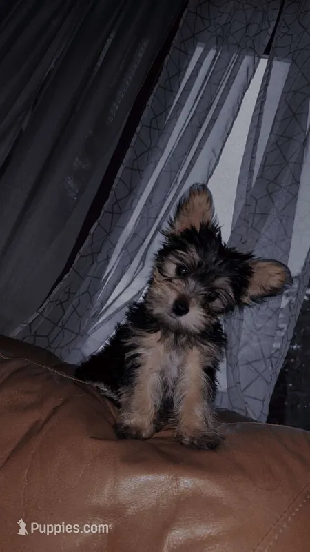 Luca – Yorkshire Terrier puppy for sale in Manistee, MI