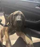 Bruno, a male Fila Brasileiro and English Mastiff for sale in Memphis, TN – 3 of 3