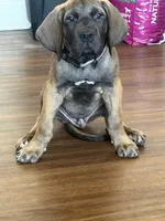 Bruno, a male Fila Brasileiro and English Mastiff for sale in Memphis, TN – 2 of 3