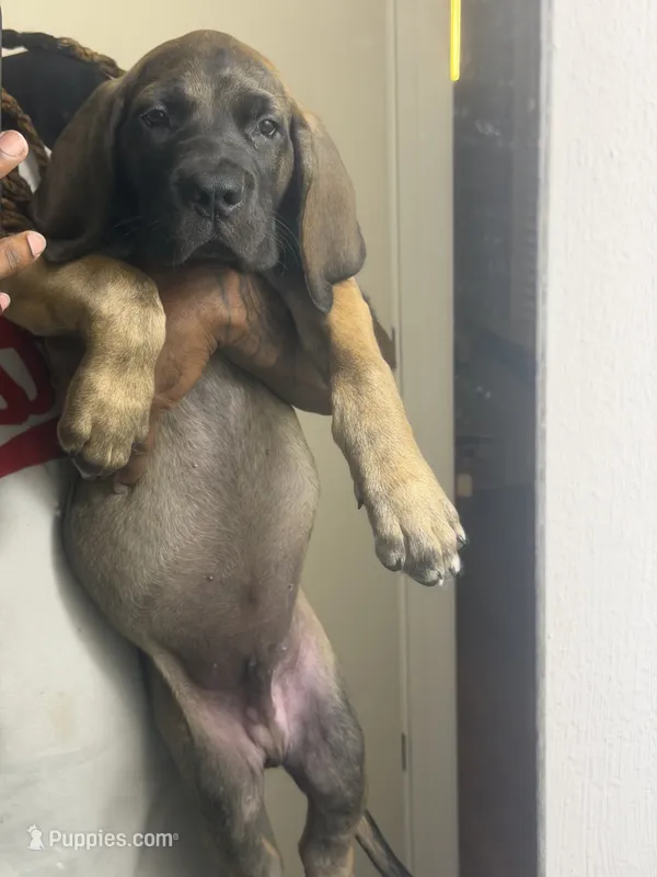 Bruno – Fila Brasileiro, English Mastiff puppy for sale in Memphis, TN