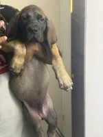 Bruno, a male Fila Brasileiro and English Mastiff for sale in Memphis, TN – 1 of 3