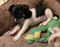 ANNIE, a female Chihuahua for sale in Springfield, OH – Photo 4 of 4