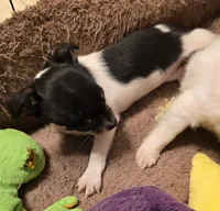 ANNIE, a female Chihuahua for sale in Springfield, OH – Photo 3 of 4