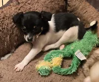 ANNIE, a female Chihuahua for sale in Springfield, OH – Photo 1 of 4