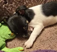 ANNIE, a female Chihuahua for sale in Springfield, OH – Photo 2 of 4