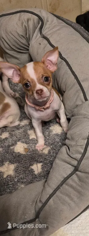 Amy, a female Chihuahua for sale in Springfield, OH – Photo 1 of 3