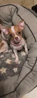 Amy, a female Chihuahua for sale in Springfield, OH – Photo 1 of 3