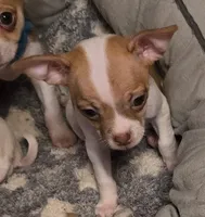 Amy, a female Chihuahua for sale in Springfield, OH – Photo 2 of 3