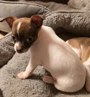 COMARO, a female Chihuahua for sale in Springfield, OH – Photo 2 of 2